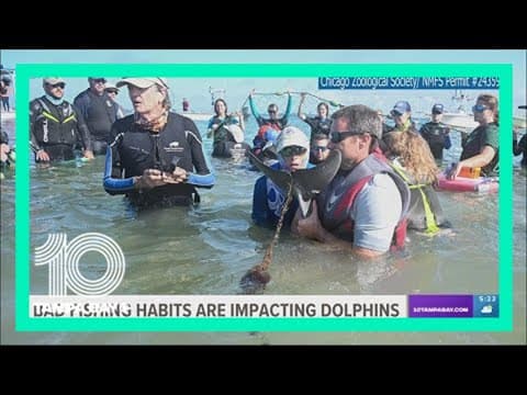 Baby dolphin freed after getting entangled and weighed down by fishing lines in Sarasota Bay