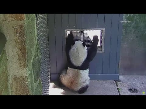 National Zoo pandas Qing Bao and Bao Li share their 'first date' at the 'howdy' window