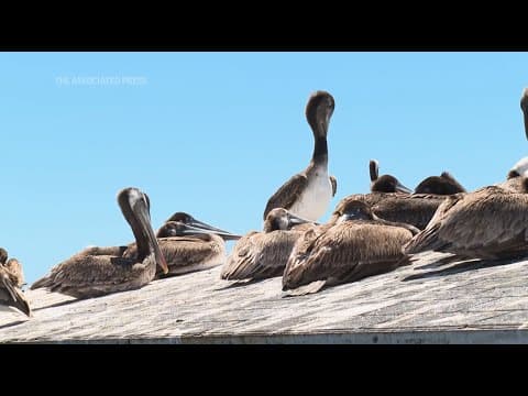 Scores of starving and sick pelicans found along California coast