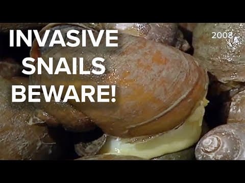 Apple snails invading New Orleans area