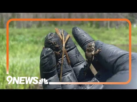 Wild tadpoles discovered at site for Colorado's endangered toads