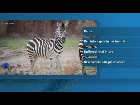 Columbus Zoo announces zebra’s death after gate collision