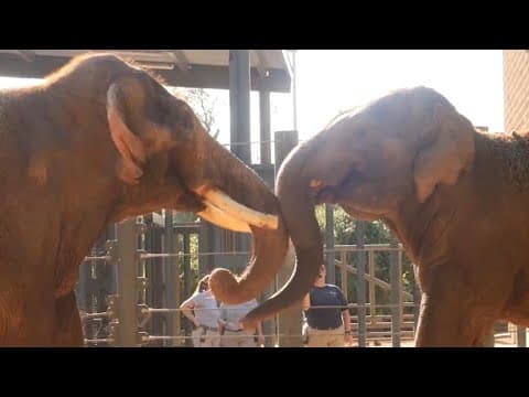 Houston Zoo elephants Chuck and Thai meet for first time