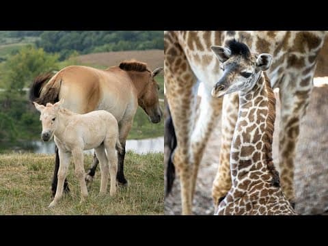 The Wilds celebrates rare births of 2 endangered species