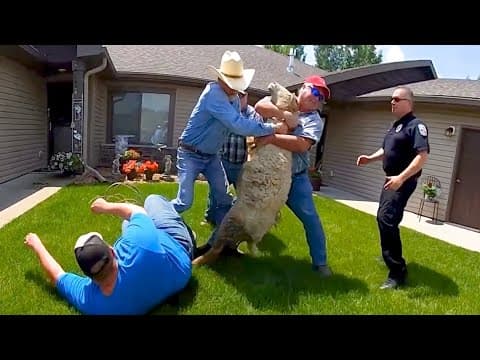VIDEO: Minnesota police get help from local cowboys to wrangle sheep