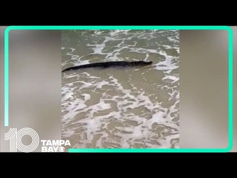 Alligator swimming on Dauphin Island beach in Alabama