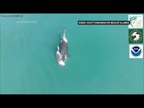 Endangered orca in Washington state is seen carrying a dead calf