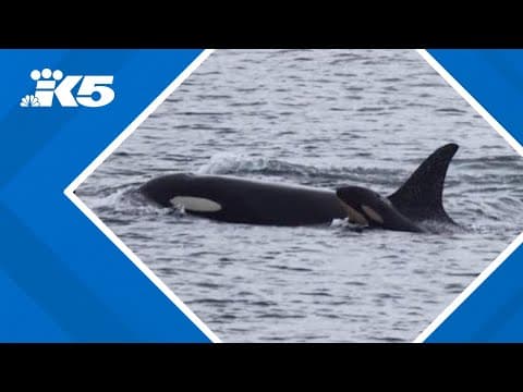 Conservationists mourn J pod orca calf's death as new calf sighting brings hope