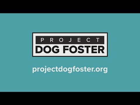 San Diego Humane Society asks for foster homes