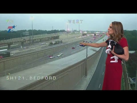 DFW Traffic alert featuring PUPPIES!