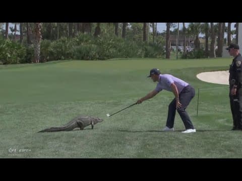 Gator wanders onto green during PGA Cognizant Classic in Florida