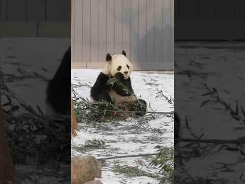 Pandas return to United States