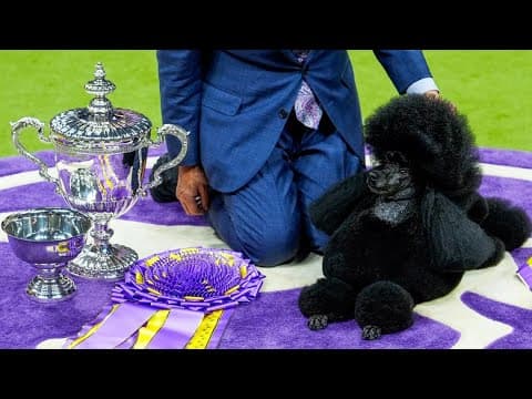 Houston miniature poodle wins Westminster Kennel Club dog show top honor