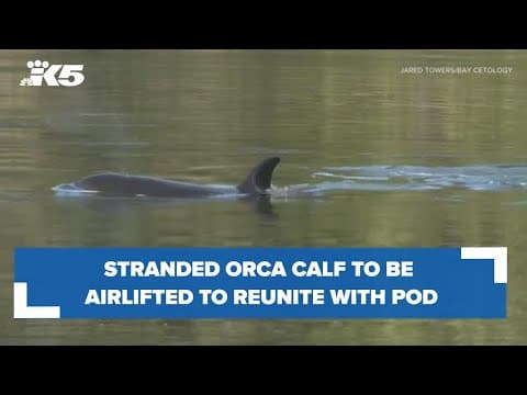 An orca calf stranded in a Canadian lagoon will be airlifted out to reunite with pod, rescuers say