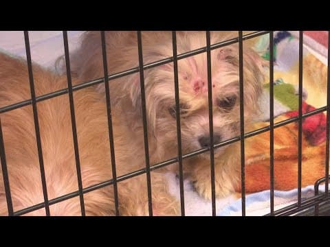 Licking County Humane Society rescues 80 dogs from Newark residence