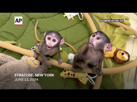 Handlers help raise half-sister patas monkeys born weeks apart at an upstate New York zoo