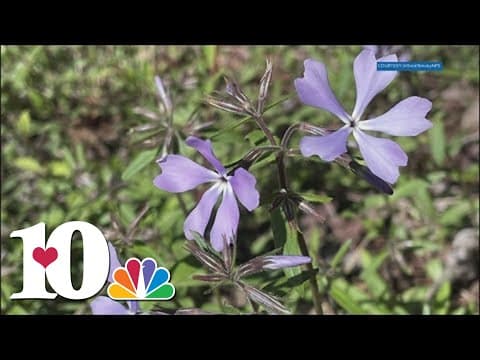 'Leave no trace' | Great Smoky Mountains urges visitors not to pick flowers as they begin to bloom