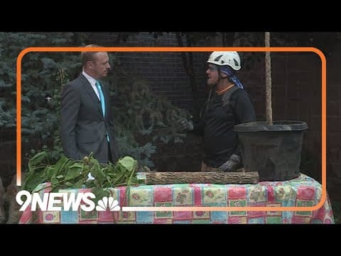 What to know before planting a tree this fall