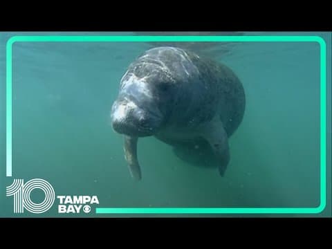 Manatee tour companies hope for economic boom after hurricanes