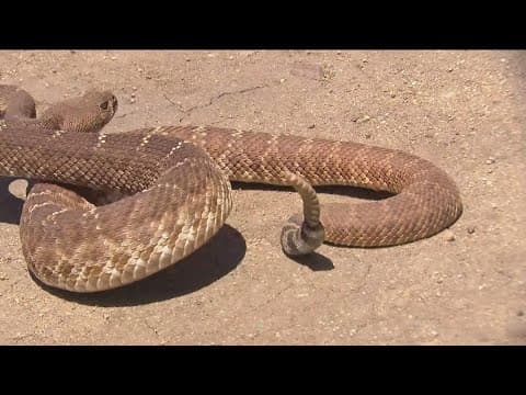 Fact vs. fiction: rattlesnake edition