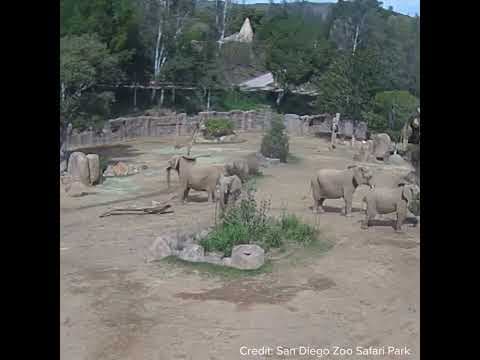 After earthquake, elephants at San Diego Zoo Safari Park move into "alert circle" for protection