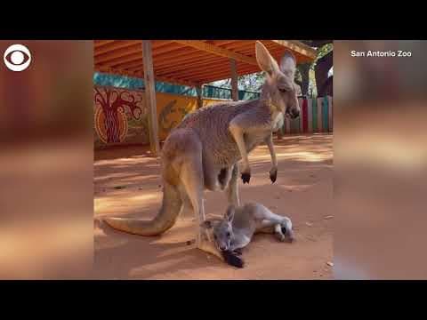 Baby kangaroo has trouble getting into its mom's pouch