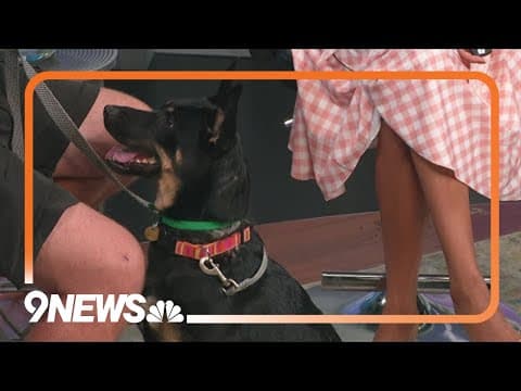 Helping animals find forever homes through Clear the Shelters month