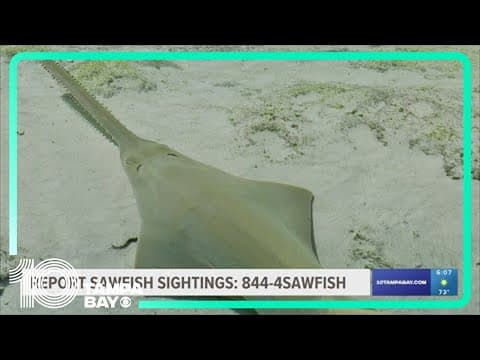 Sawfish spotted swimming in circles in Florida; Mote Marine Lab is investigating why