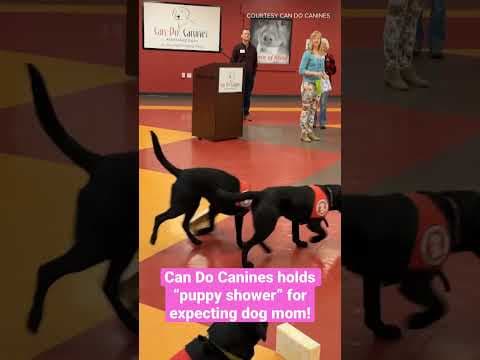 In about two weeks, Dell the momma dog will give birth to a litter of puppies! #shorts #kare11 #dogs