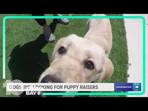 Do you have what it takes to be a guide dog raiser?