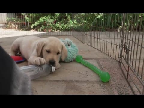 Guide dog breeders celebrate 100th puppy